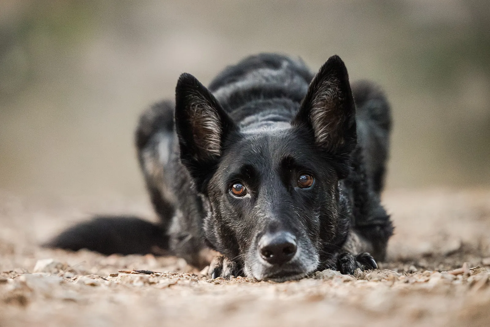 Séance d'éducation canine