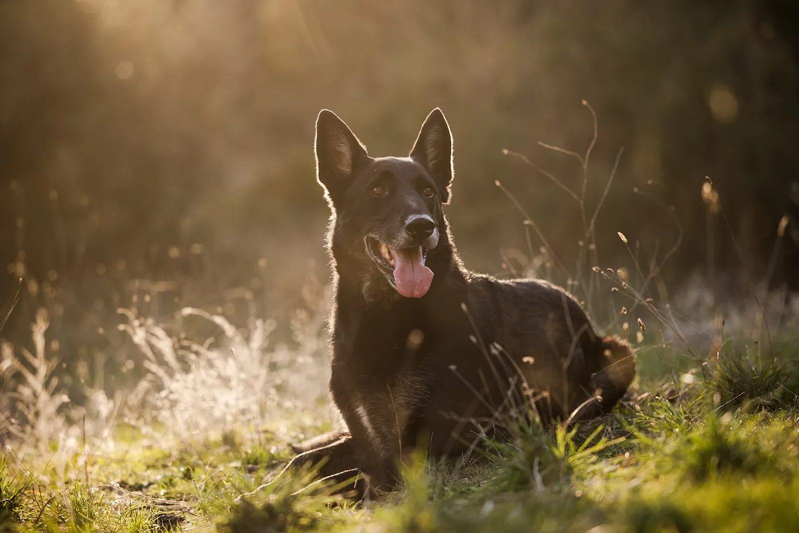 Locki le chien partenaire